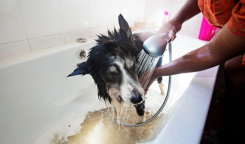 Are Border Collies easy to bath