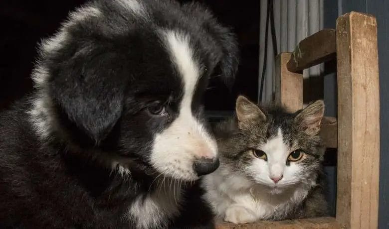 Are Border Collies good with cats