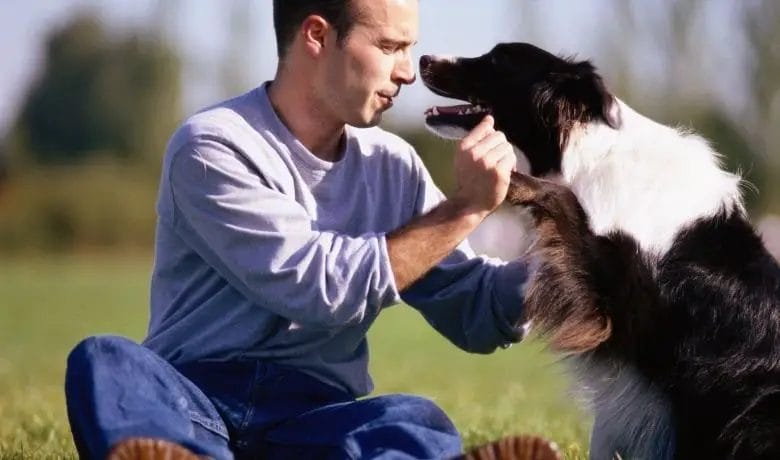 Are Border Collies good for first time dog owners