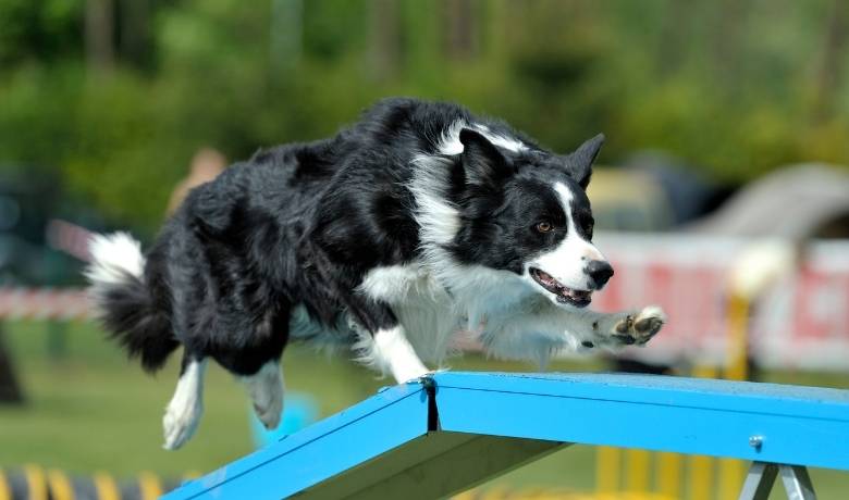 Border Collie exercise needs how much