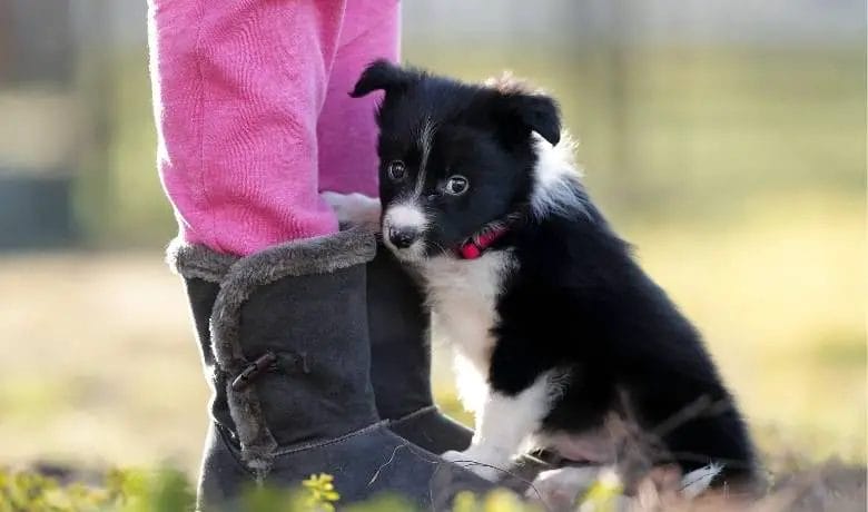 Border Collie names - suggestions