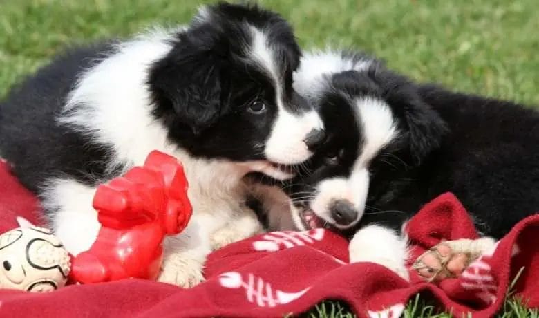 How to stop a Border Collie puppy from biting