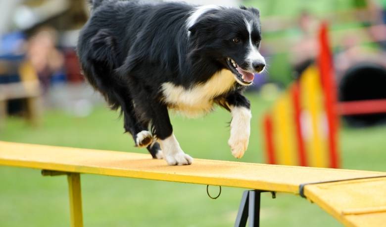 Activities for Border Collies Agility training
