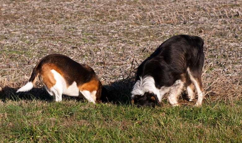 Are Border Collies diggers Fun with a friend