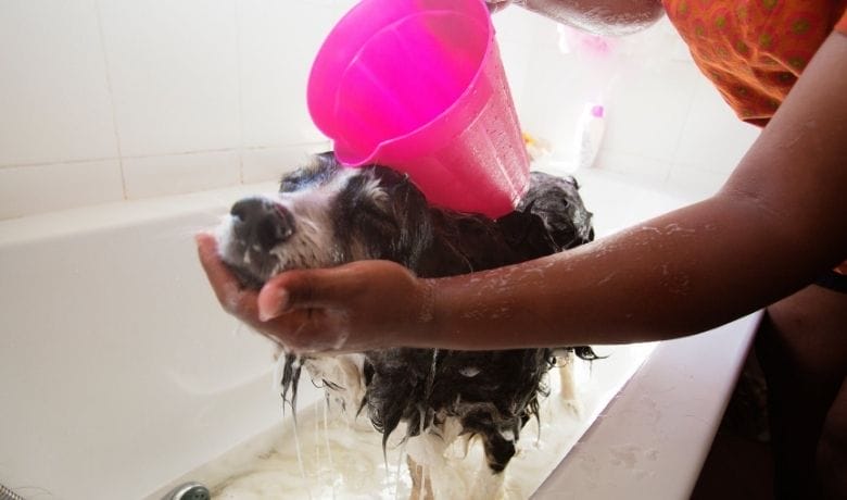 Are Border Collies easy to bath... gently does it