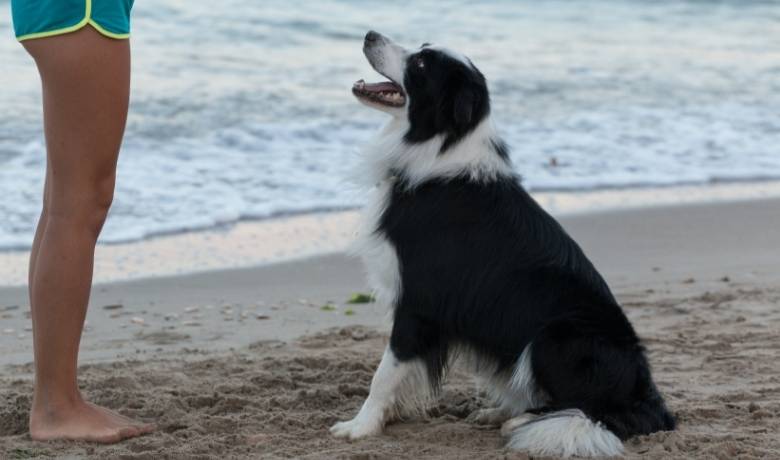 Are Border Collies easy to train Sit