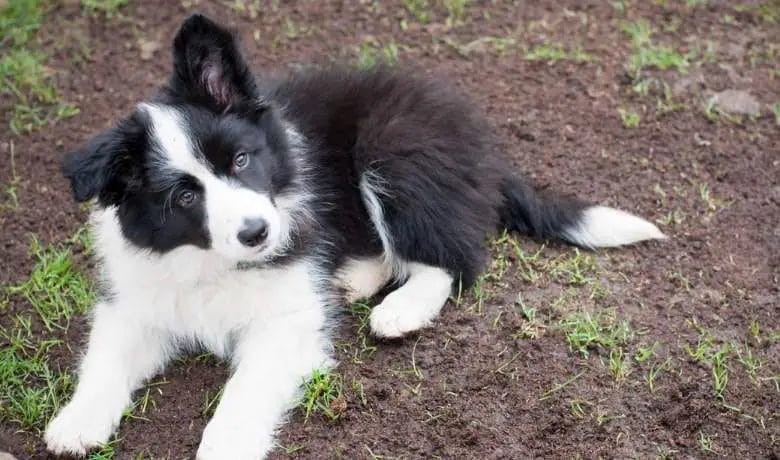 Are Border Collies good for first time dog owners A young Collie eager to please