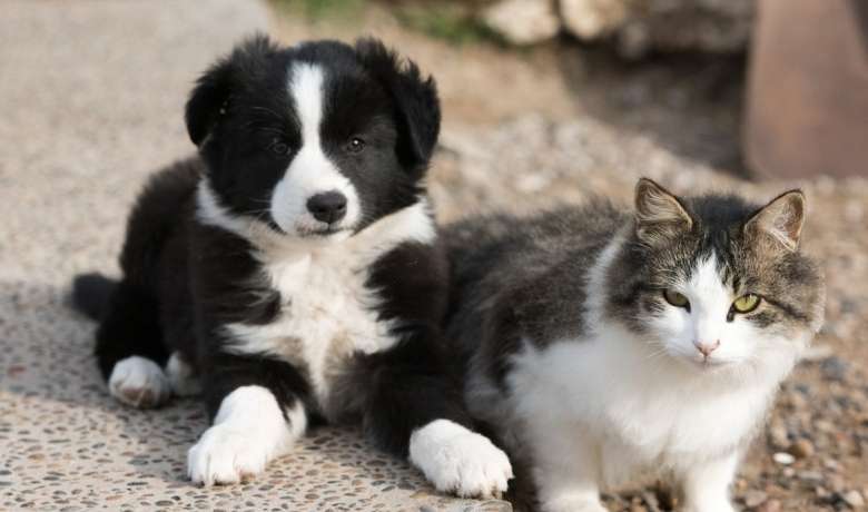 Are Border Collies good with cats puppy with cat