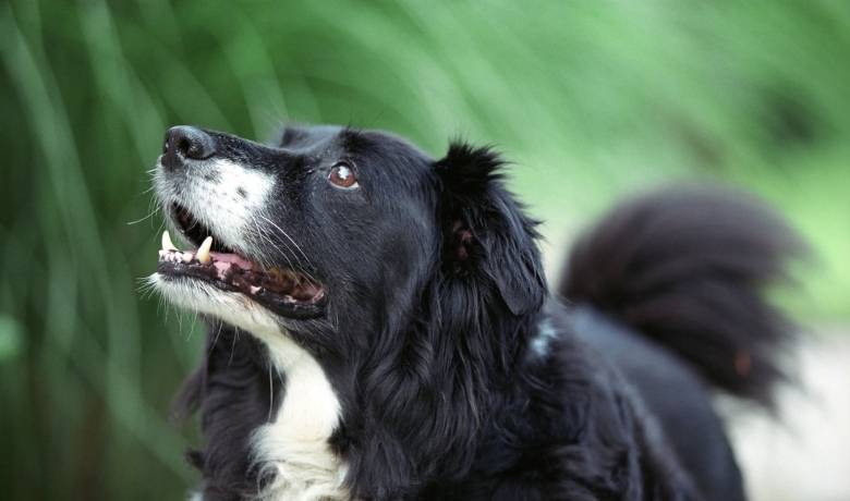 Are Border Collies hypoallergenic ... Collie coats and shedding