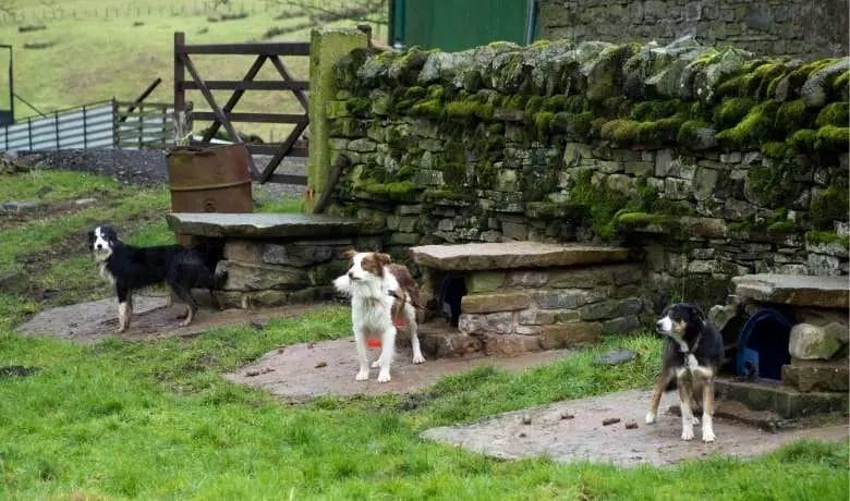 Are Border Collies outside dogs ... Is this a life for a dog