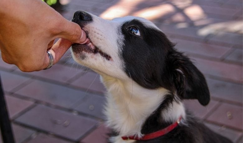 Border Collie Puppy training what age should I start