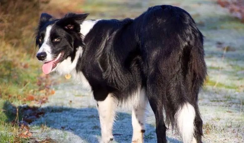 Border Collie coat types ... A thick double coat