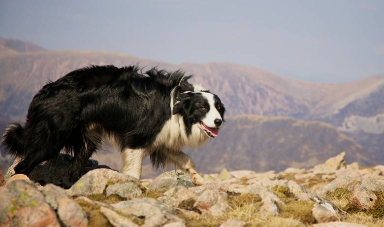 Border Collie names suggestions
