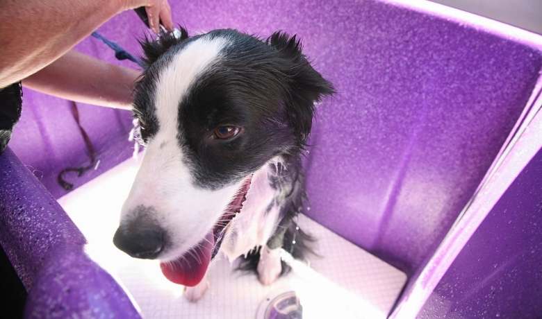 Do Border Collies need a haircut ... a wash after their salon session