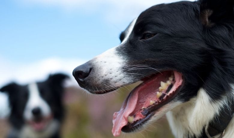 Do Border Collies pant a lot... read on to find out