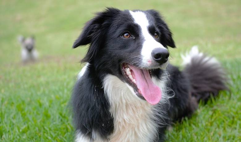 Do Border Collies shed... better outside than inside