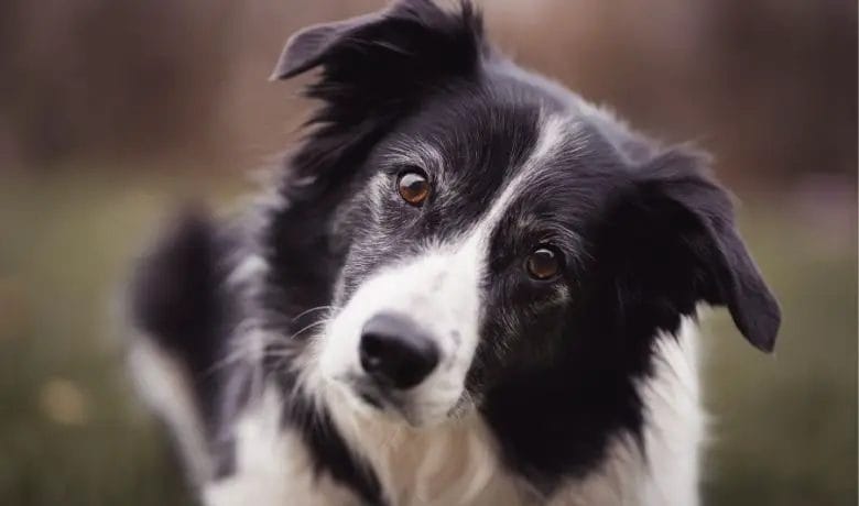 How long do Border Collies live for