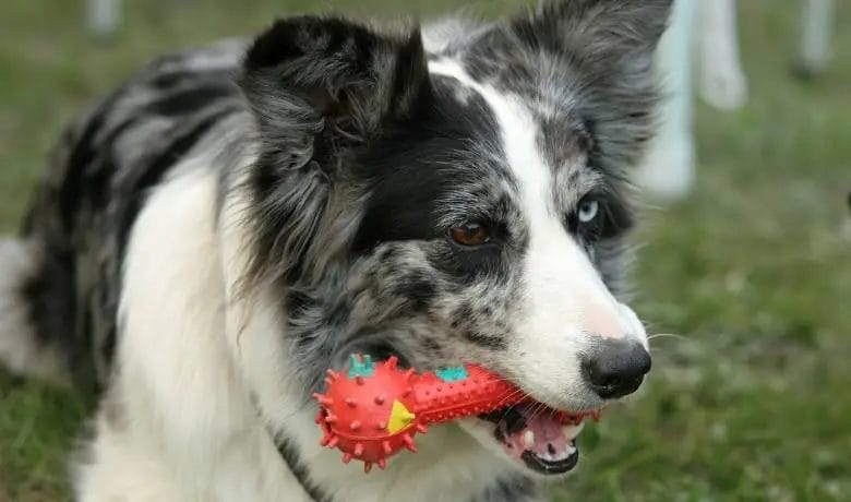 How to stop a Border Collie from chewing