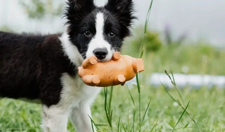 How to stop a Border Collie from chewing puppy with a chewable toy