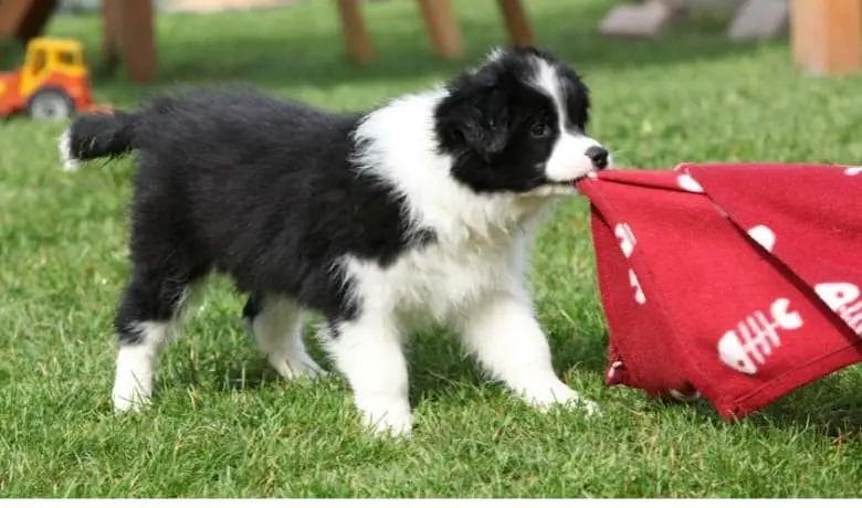 How to stop a Border Collie puppy from biting Blanket tug of war