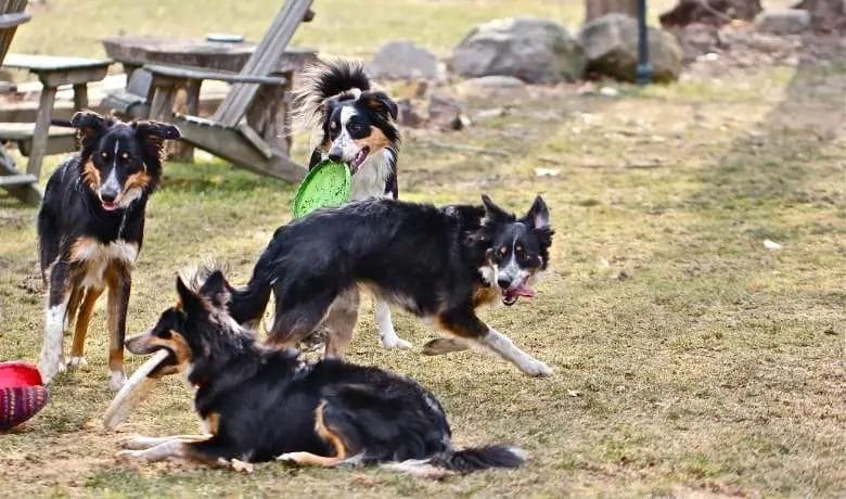 Mental exercises for Border Collies Socialising with other dogs
