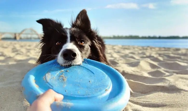 What are the best games to play with your Border Collie frisbee is always a good choice