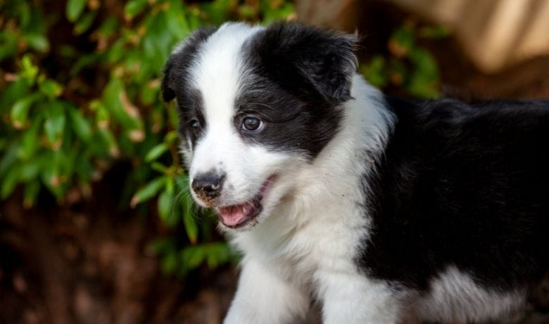 Why do Border Collies nip... and how to encourage them to stop