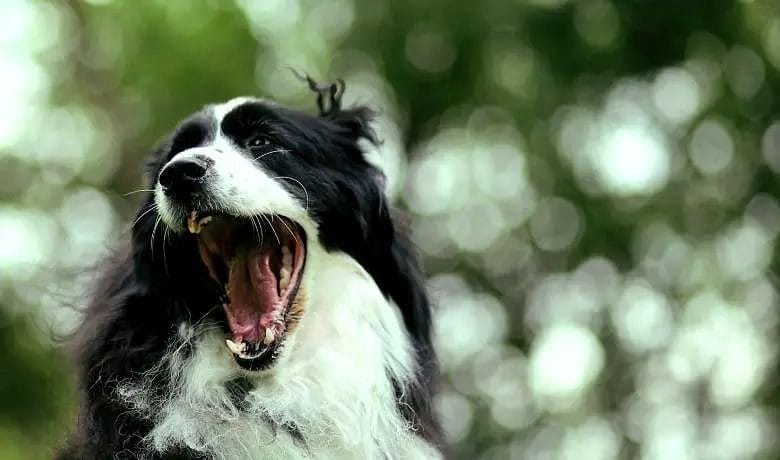 Bad breath in Border Collies how to eliminate
