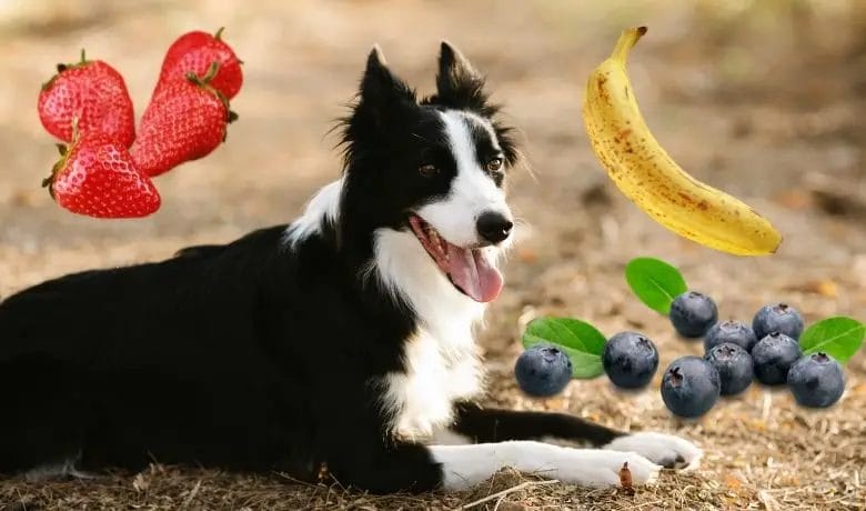What fruit can Border Collies eat?
