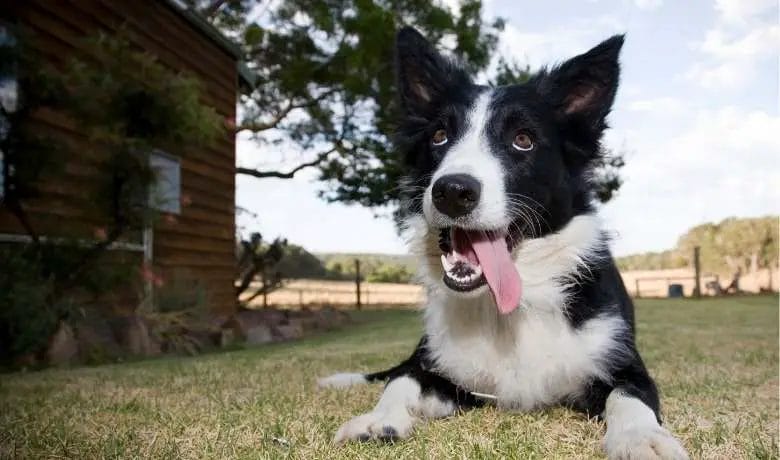 Are Border Collies good guard dogs