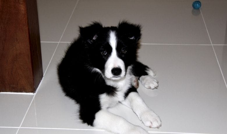 Can Border Collies Be Left Alone Are You Coming Home Yet
