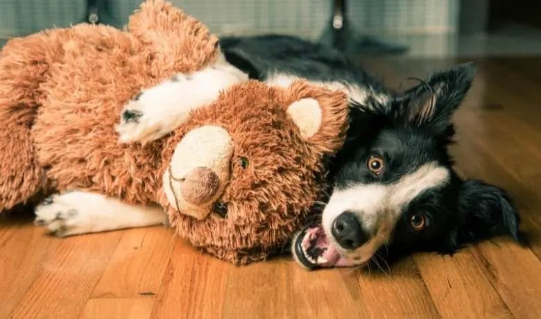 Can Border Collies live in apartments