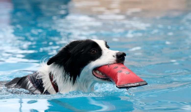 Do Border Collies Retrieve... with the right training yes. even from water