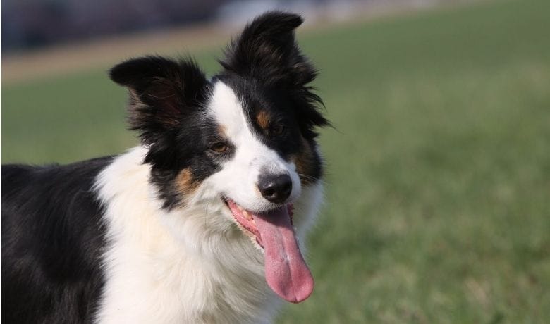 Do Border Collies drool a lot Reasons for excessive drooling