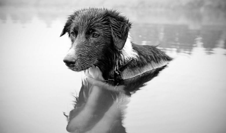 Do Border Collies like water can they swim