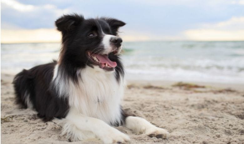 Do Border Collies like water can they swim