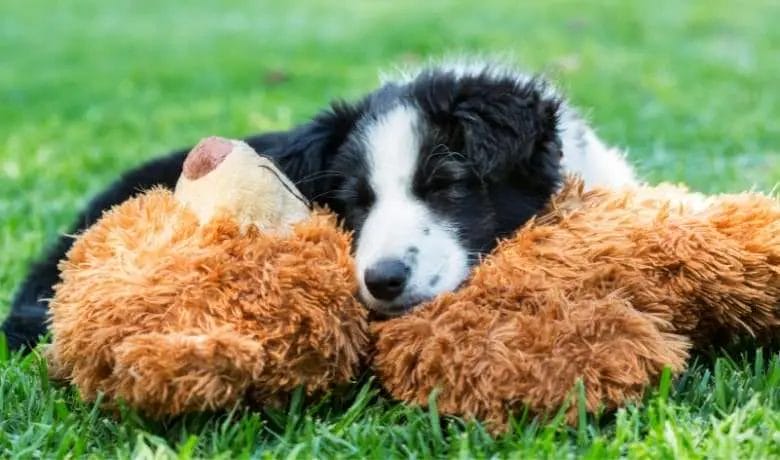 How do Border Collies sleep
