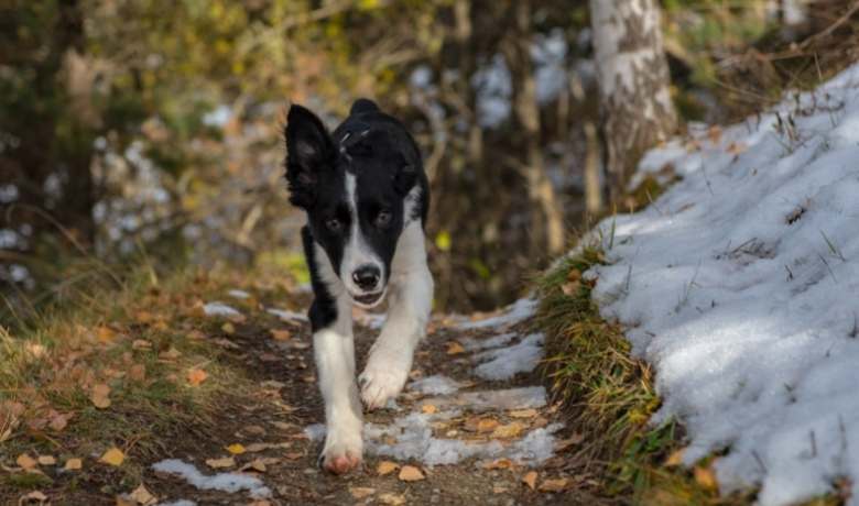 Will my Border Collie run away Recall training