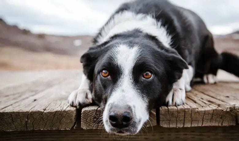Are Border Collies Stubborn how to train them not to be