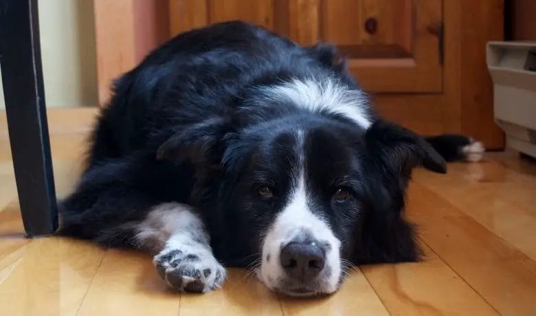 Are Border Collies Stubborn