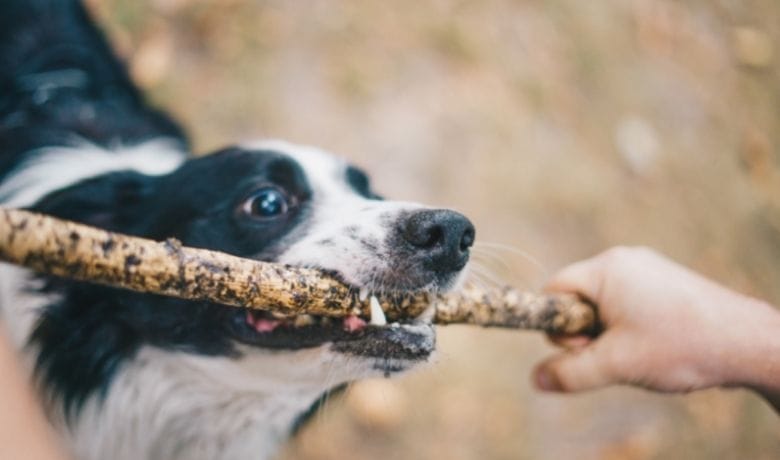 Are Border Collies stubborn?
