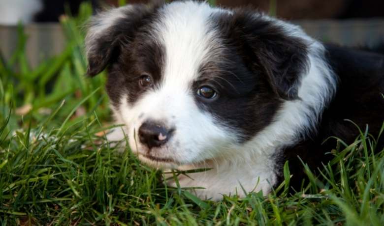 Border Collie puppy training - what age and which commands? 