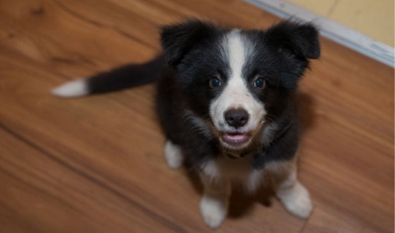 Border Collie coat types. We explore coats from smooth, broken and rough to a spectrum of colour combinations from blue and red merle, sable