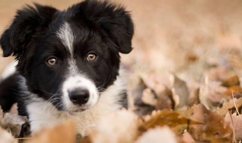 Border Collie puppy training which commands work best