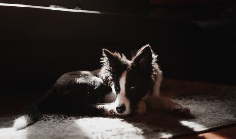 Can Border Collies live in an apartment
