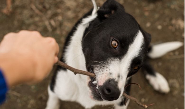 Do Border Collies Retrieve?
