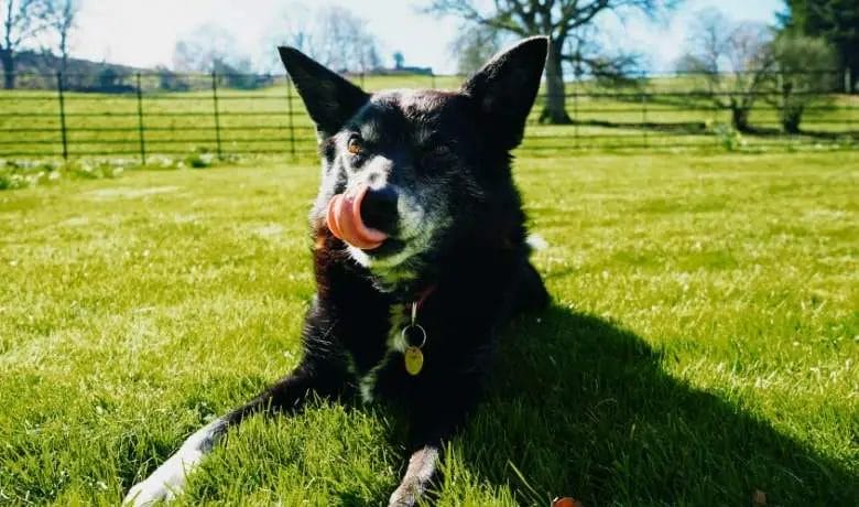 Do Border Collies drool a lot?