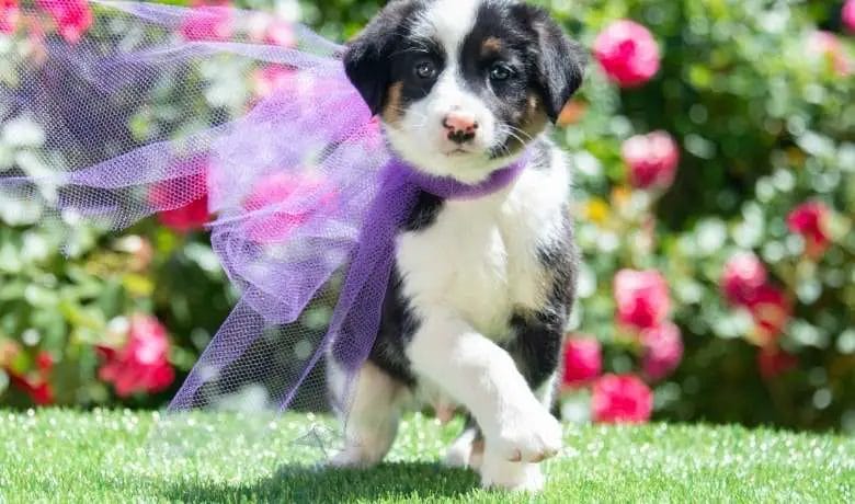 Do Border Collies fart