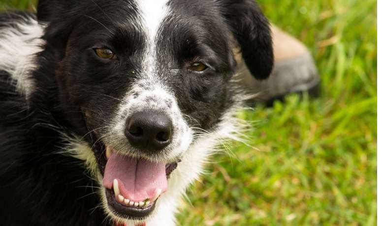 Do Border Collies get bad breath?