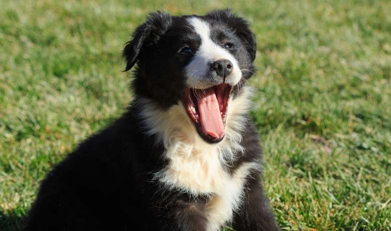 Do Border Collies get bad breath